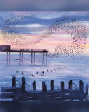 murmurations