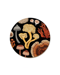 nz-fungi-bolete-coaster
