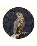 New Zealand Falcon
