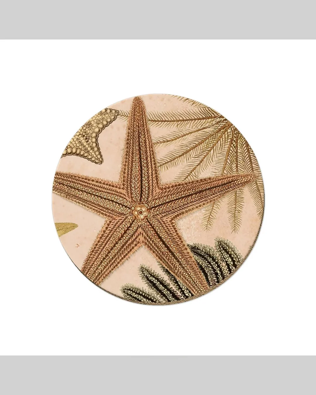 patangaroa-coaster