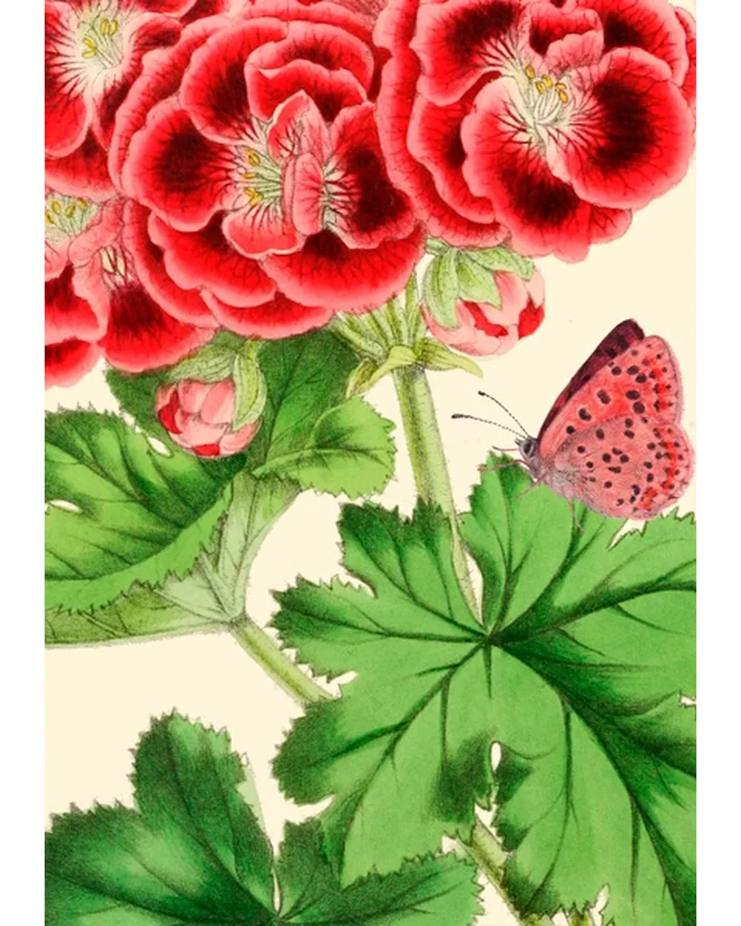 red-geranium