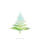 Silver Fern