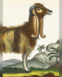 the-syrian-goat