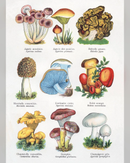 trees-and-mushrooms-notecards-4-x-2