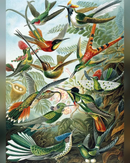 trochilidae