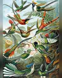trochilidae