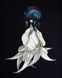Tui And White Kakabeak