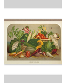 vegetables