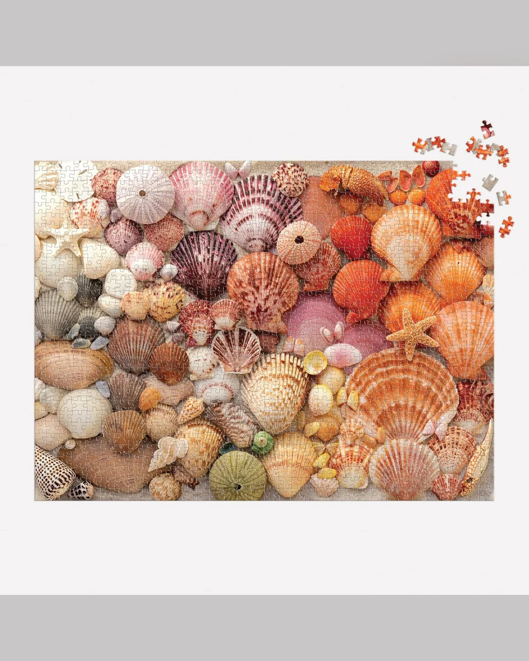 Galison Vibrant Seashells 1000-Piece Jigsaw Puzzle-5