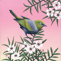 waxeye-on-manuka