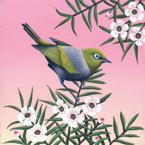waxeye-on-manuka