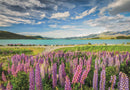 Lupins At Lake Tekapo, 1500pc, Compact