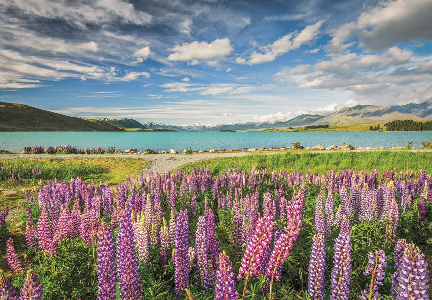 Lupins At Lake Tekapo, 1500pc, Compact