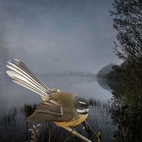 fantail-fantasy
