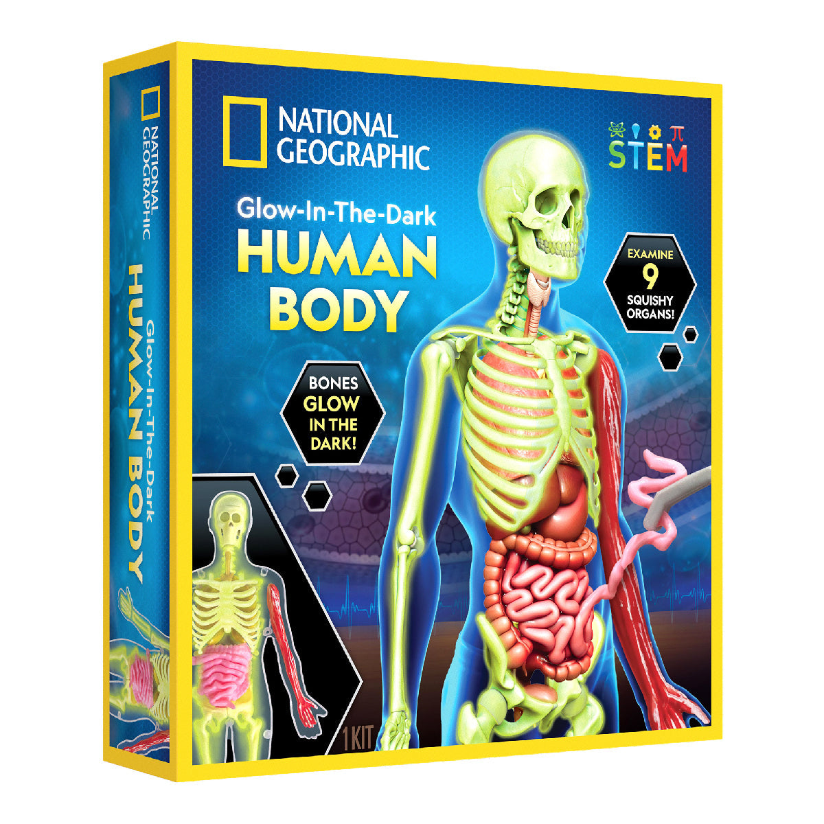 National Geographic Glow-in-the-Dark Human Body Science Kit