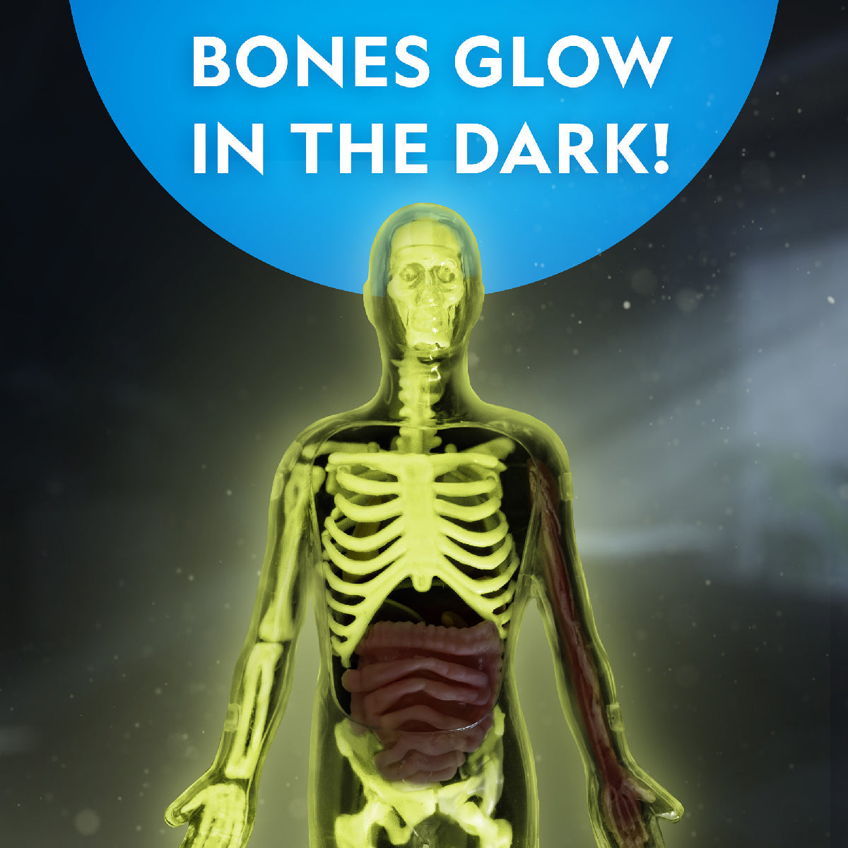 National Geographic Glow-in-the-Dark Human Body Science Kit