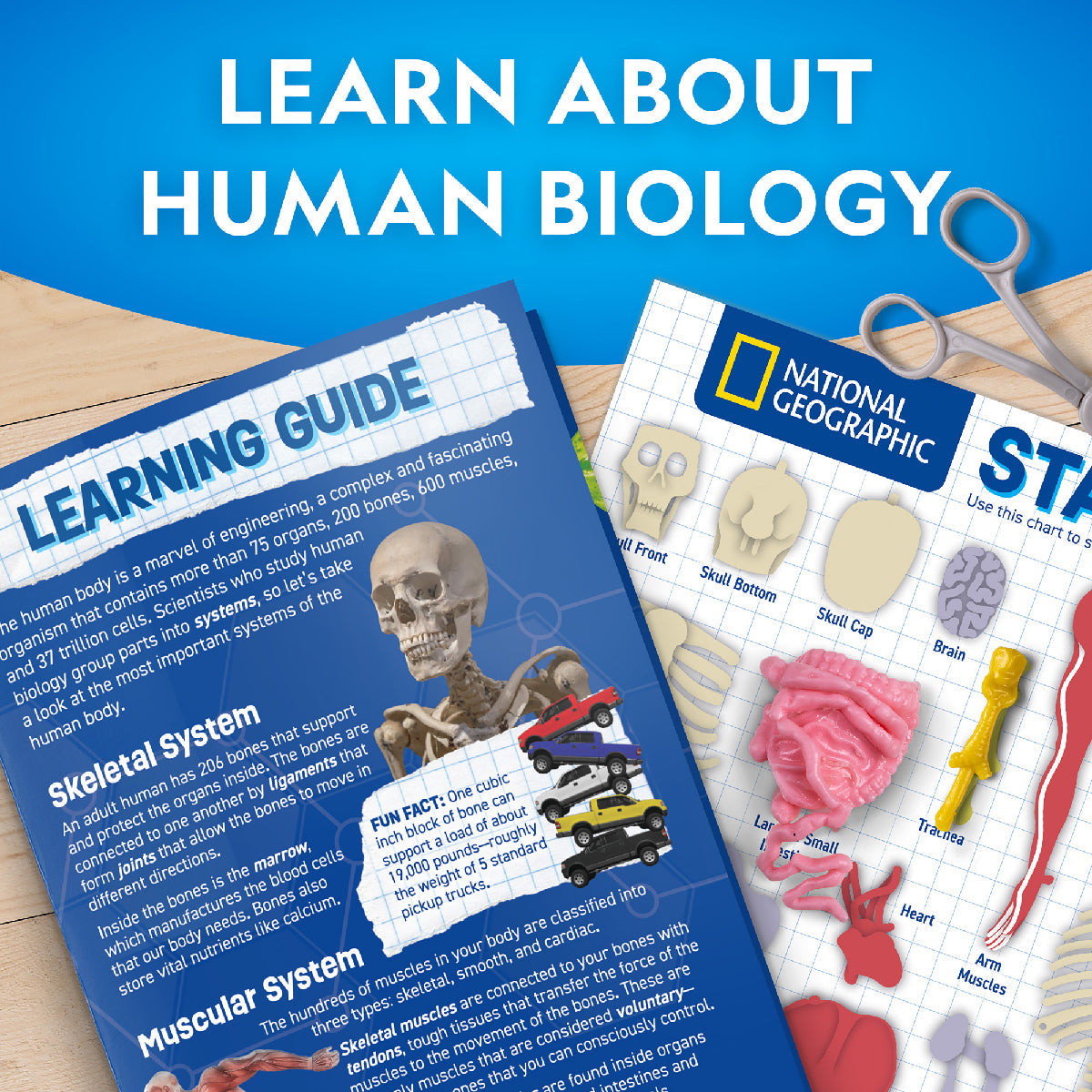 National Geographic Glow-in-the-Dark Human Body Science Kit