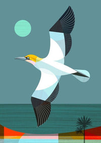 new-zealand-royal-albatross