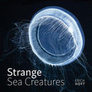 strange-sea-creatures